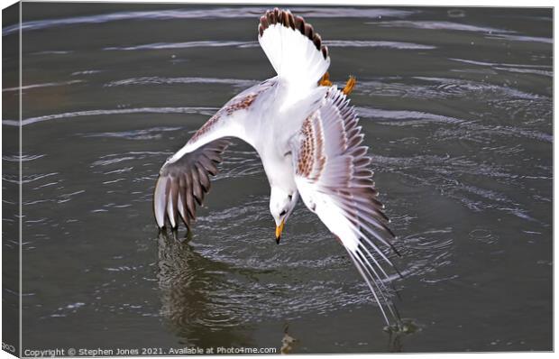 Wingstand Canvas Print by Ste Jones