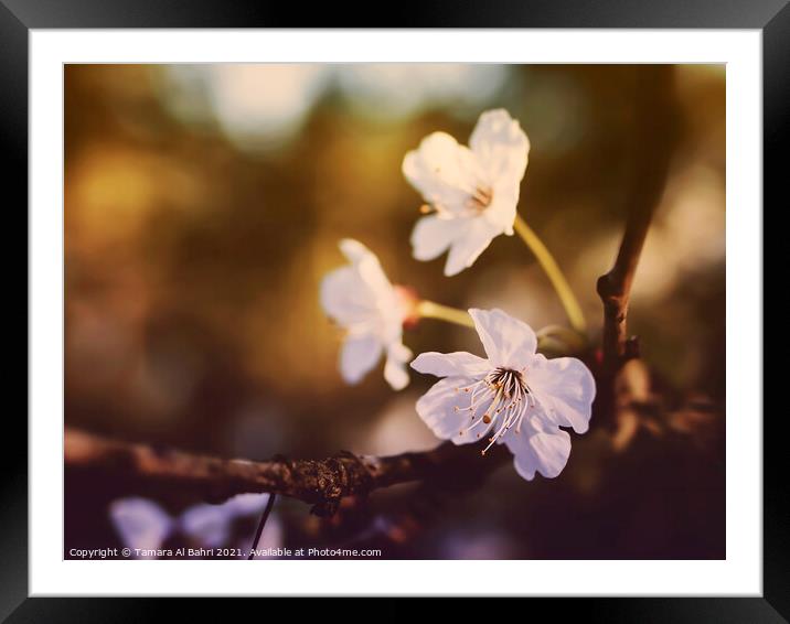 White Cherry Blossoms Framed Mounted Print by Tamara Al Bahri