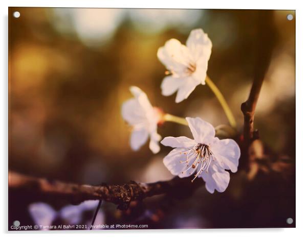 White Cherry Blossoms Acrylic by Tamara Al Bahri