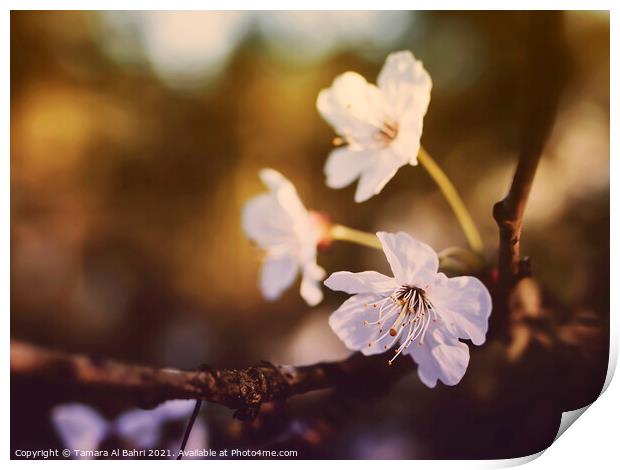 White Cherry Blossoms Print by Tamara Al Bahri