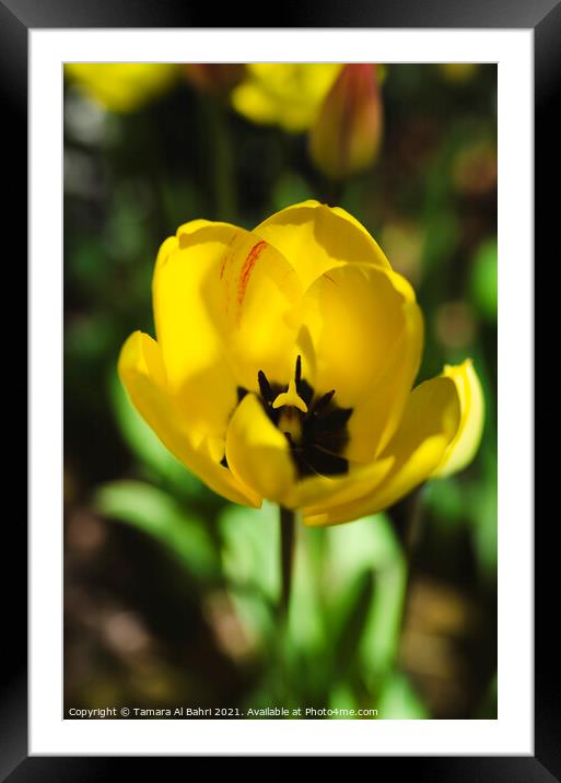 Yellow Tulip Flower Framed Mounted Print by Tamara Al Bahri