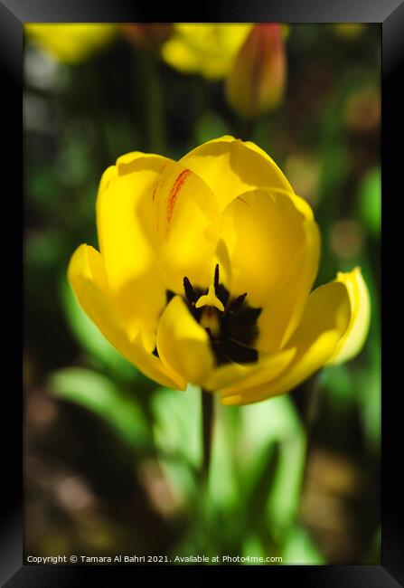 Yellow Tulip Flower Framed Print by Tamara Al Bahri