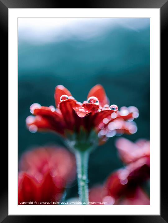 Raindrops on Red Flower Framed Mounted Print by Tamara Al Bahri