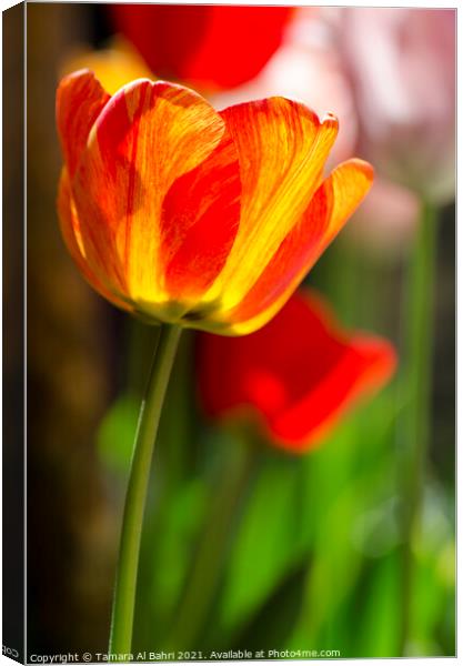 Colourful Tulip Flower Canvas Print by Tamara Al Bahri