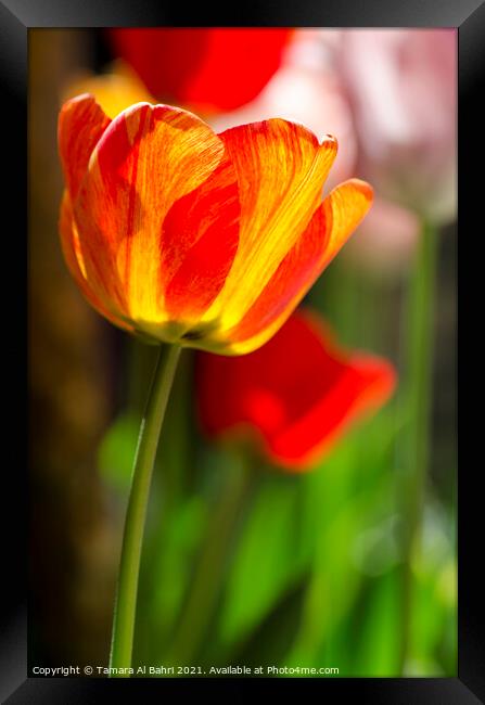Colourful Tulip Flower Framed Print by Tamara Al Bahri