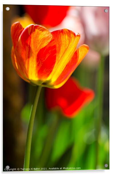 Colourful Tulip Flower Acrylic by Tamara Al Bahri