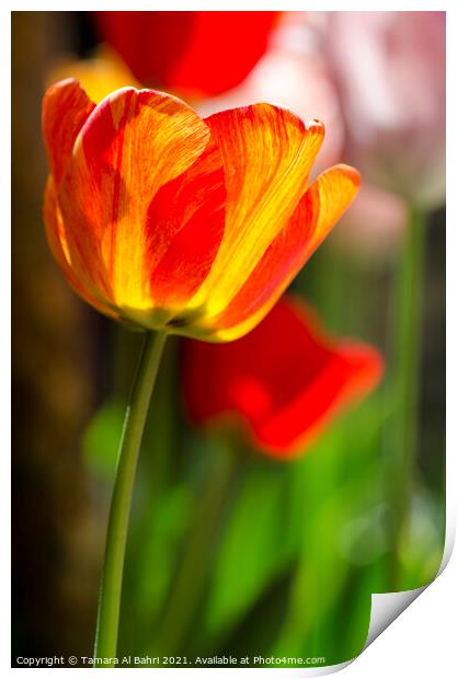 Colourful Tulip Flower Print by Tamara Al Bahri