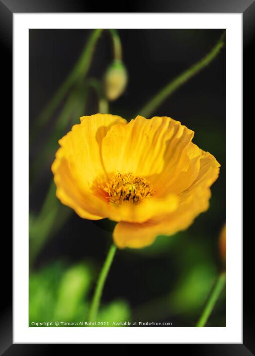 Yellow Poppy Flower Framed Mounted Print by Tamara Al Bahri