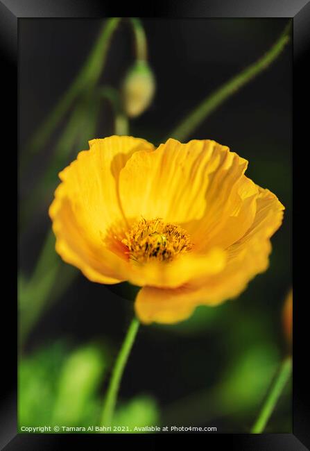 Yellow Poppy Flower Framed Print by Tamara Al Bahri