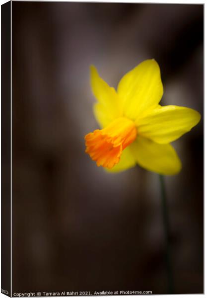 Yellow Daffodil Flower Canvas Print by Tamara Al Bahri