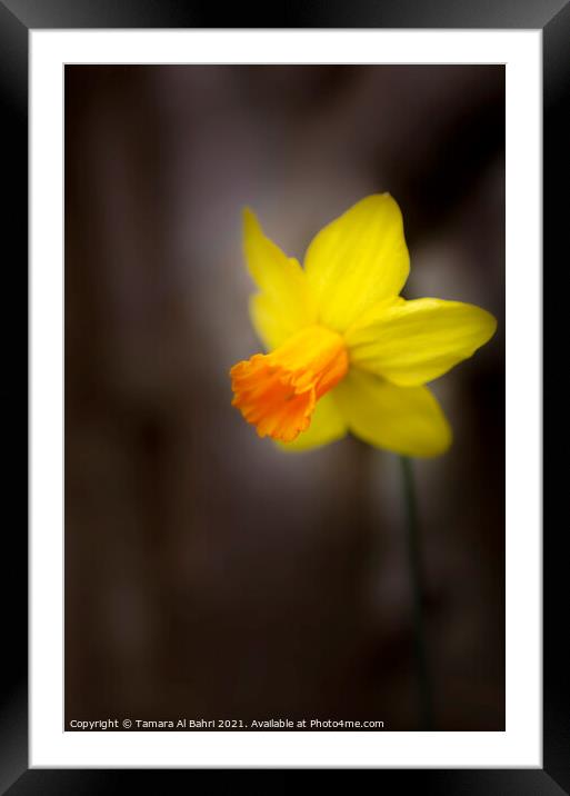 Yellow Daffodil Flower Framed Mounted Print by Tamara Al Bahri