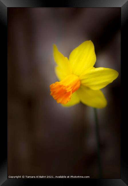 Yellow Daffodil Flower Framed Print by Tamara Al Bahri