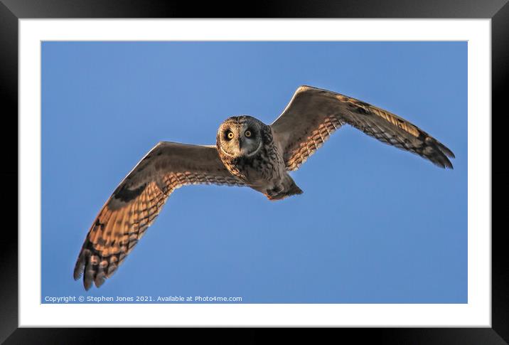 Short Eared Owl In Flight Framed Mounted Print by Ste Jones