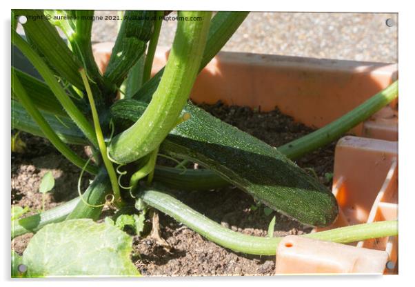 Zucchini in a vegetable garden Acrylic by aurélie le moigne