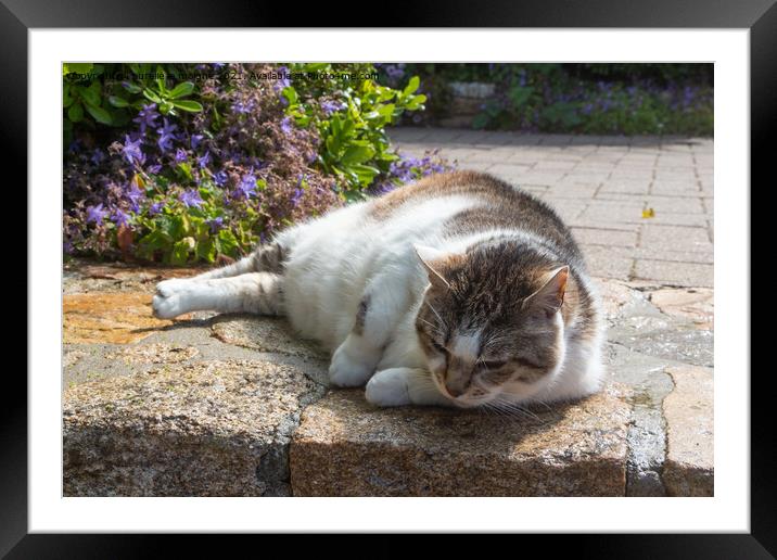 Lying down tabby cat in a garden Framed Mounted Print by aurélie le moigne