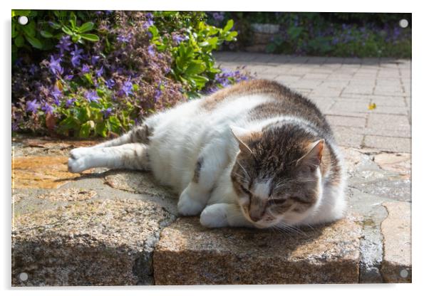 Lying down tabby cat in a garden Acrylic by aurélie le moigne