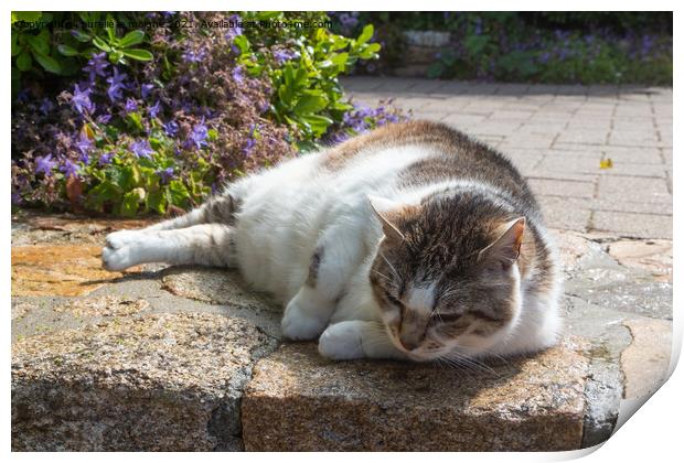 Lying down tabby cat in a garden Print by aurélie le moigne