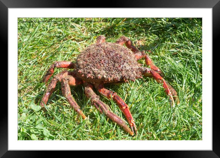 Alive spider crabs on grass Framed Mounted Print by aurélie le moigne