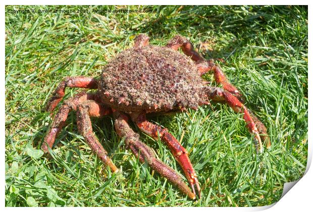 Alive spider crabs on grass Print by aurélie le moigne