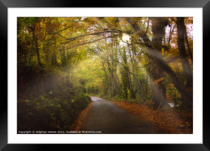 Sunlight through a Canopy of Trees Framed Mounted Print by Stephen Hamer