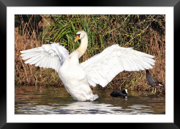Swan  Framed Mounted Print by Neil Cargill
