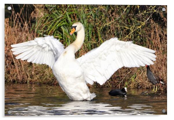 Swan  Acrylic by Neil Cargill