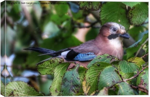 Jay resting in a tree Canvas Print by Neil Cargill
