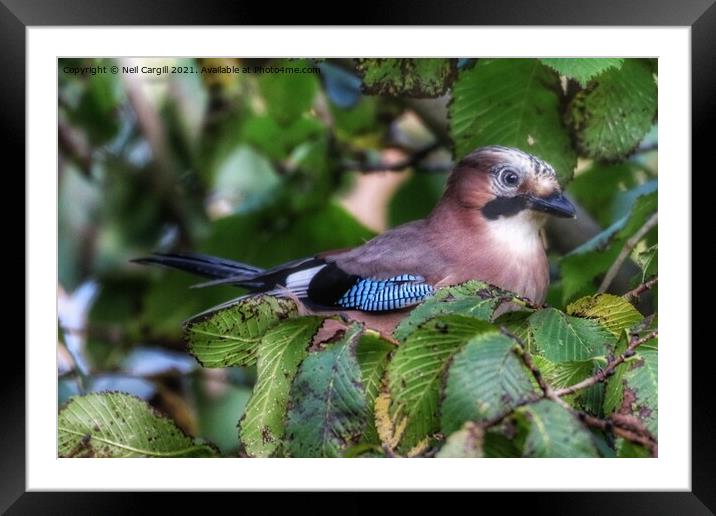Jay resting in a tree Framed Mounted Print by Neil Cargill