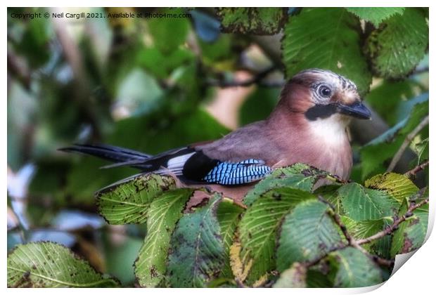 Jay resting in a tree Print by Neil Cargill