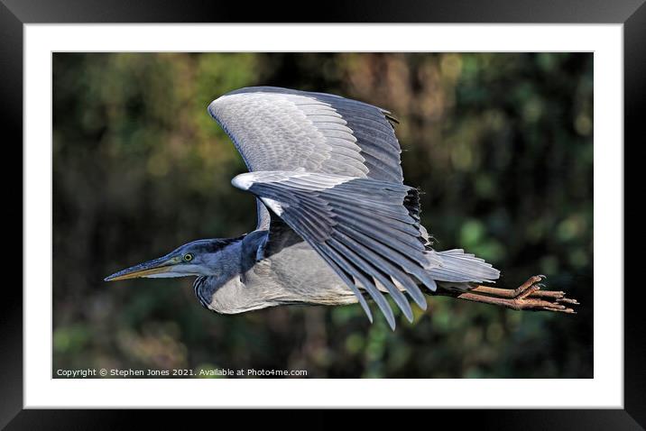 Grey Heron In Flight Framed Mounted Print by Ste Jones