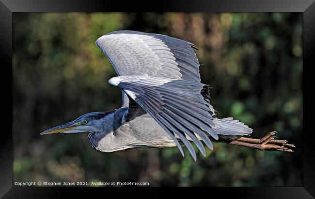 Grey Heron In Flight Framed Print by Ste Jones