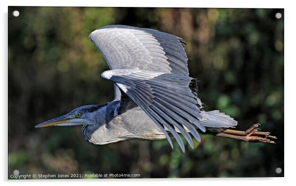 Grey Heron In Flight Acrylic by Ste Jones