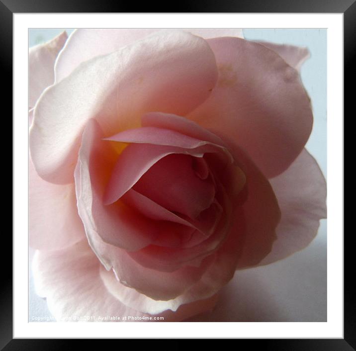 The Heart of the Rose Framed Mounted Print by Lynn Bolt