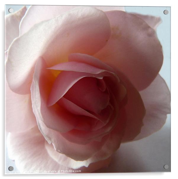 The Heart of the Rose Acrylic by Lynn Bolt