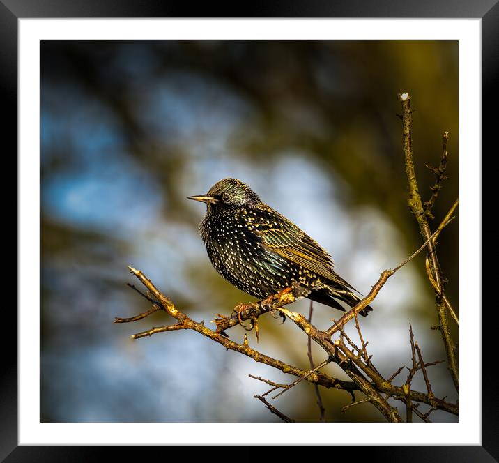 Starling. Framed Mounted Print by Colin Allen