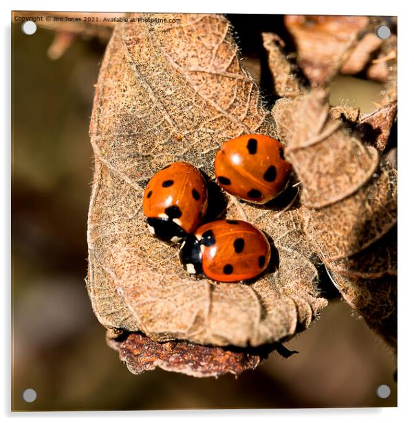 Ladybird trio Acrylic by Jim Jones