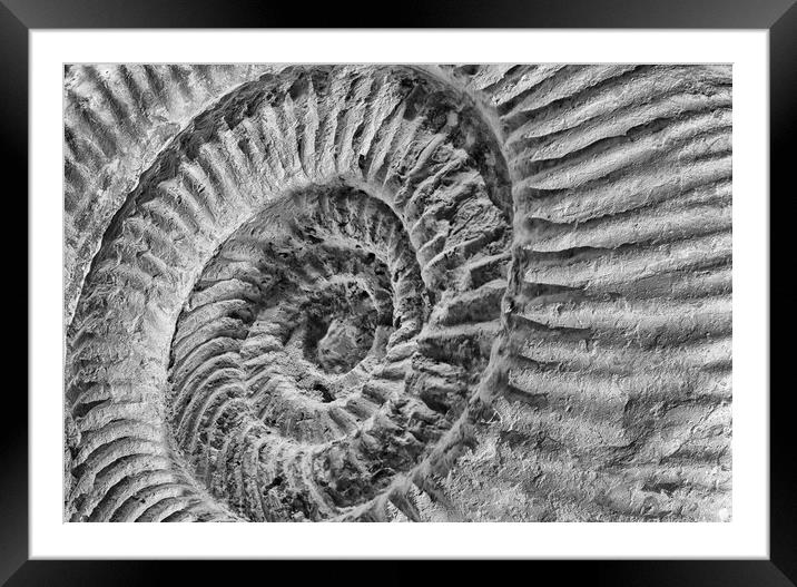 Late Jurassic Ammonite Framed Mounted Print by Mark Godden