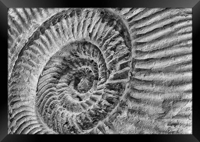Late Jurassic Ammonite Framed Print by Mark Godden
