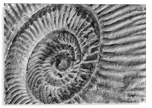 Late Jurassic Ammonite Acrylic by Mark Godden