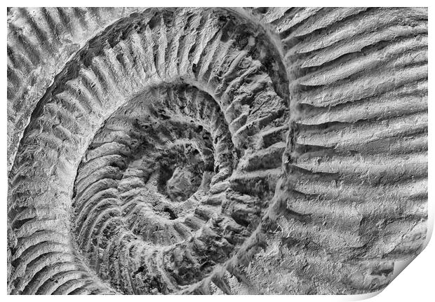 Late Jurassic Ammonite Print by Mark Godden