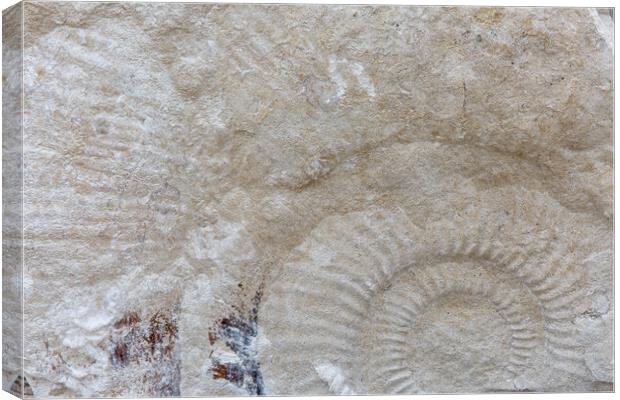 Ammonite Canvas Print by Mark Godden