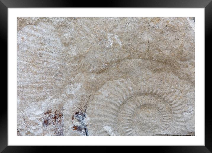 Ammonite Framed Mounted Print by Mark Godden