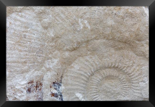 Ammonite Framed Print by Mark Godden