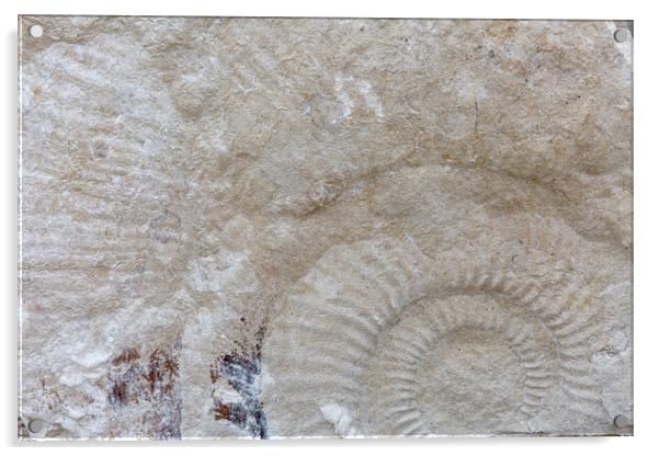 Ammonite Acrylic by Mark Godden
