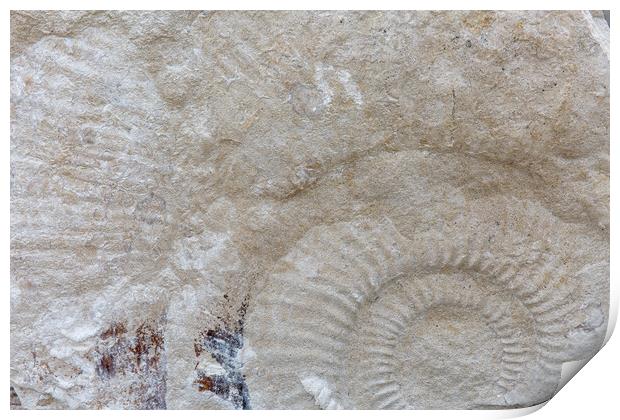Ammonite Print by Mark Godden