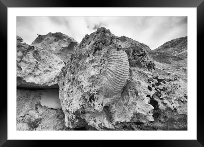 Monochrome Ammonite Framed Mounted Print by Mark Godden