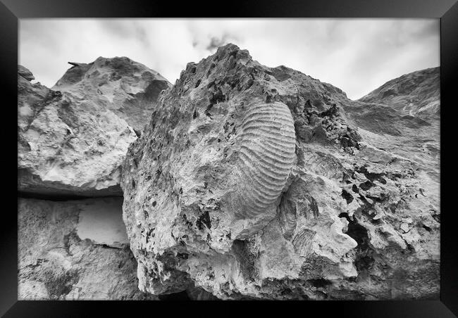 Monochrome Ammonite Framed Print by Mark Godden