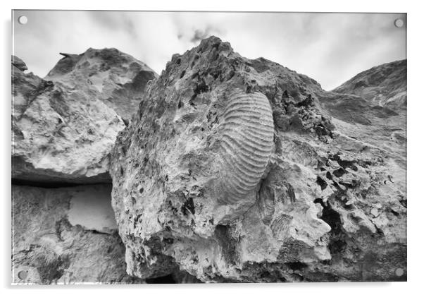 Monochrome Ammonite Acrylic by Mark Godden