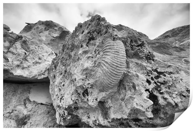 Monochrome Ammonite Print by Mark Godden