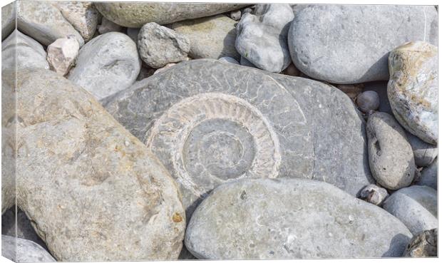 A large ammonite fossil in a beach boulder at Lyme Regis. Canvas Print by Mark Godden